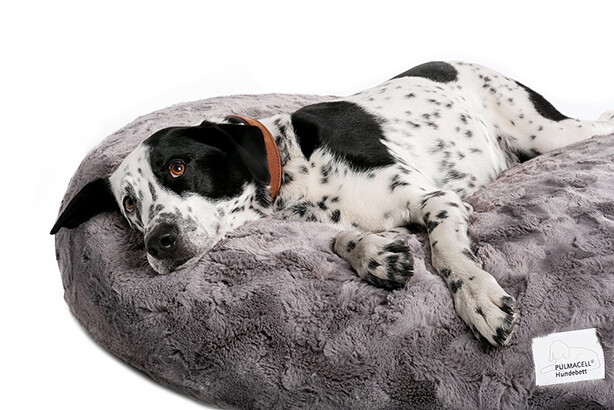 Ein graues Hundebett der Serie PULMACELL cosy von MEDI-TECH auf dem ein schwarz-weißer Hund vor weißem Hintergrund liegt.